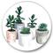 Designart - Cactus and Succulent House Plants VI - Farmhouse Metal Circle Wall Art